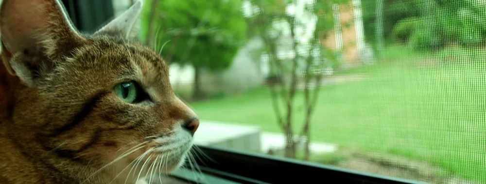 高齢動物のケア