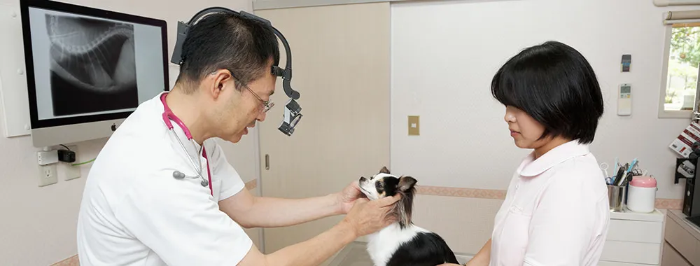 一般的な病気について