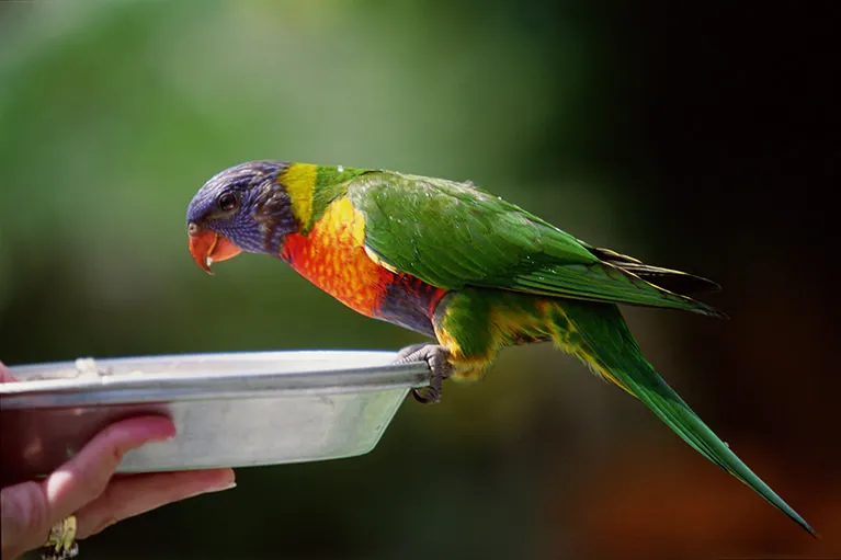 対応可能な動物