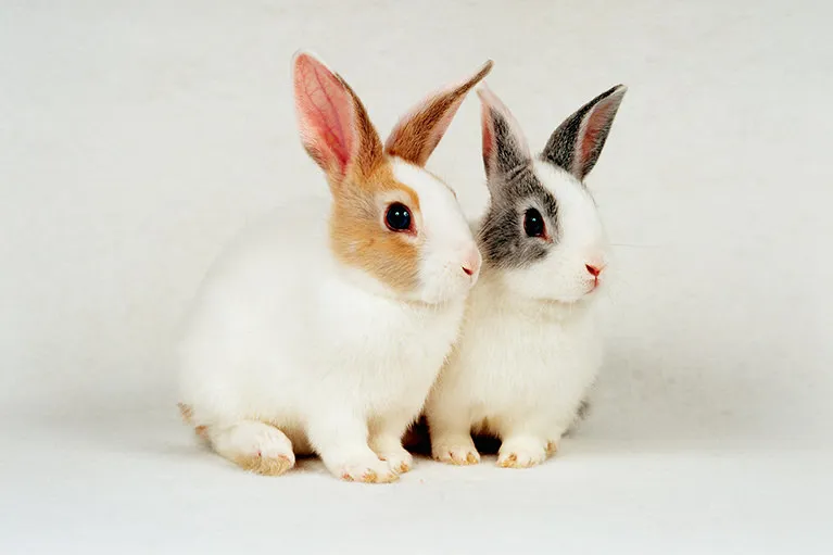 ウサギを飼っている方へ