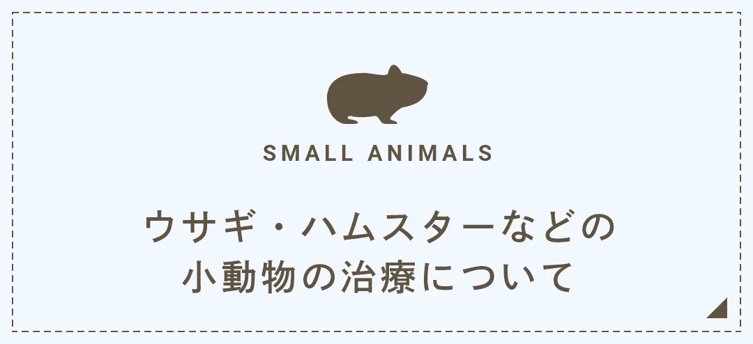 ウサギ・ハムスターなどの小動物の治療について
